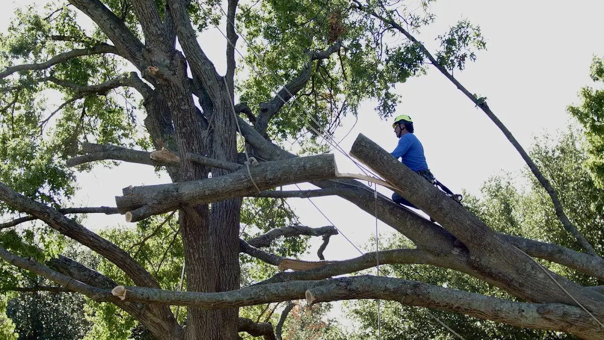 Professional Crown Thinning performed by certified arborists in Lindenhurst
