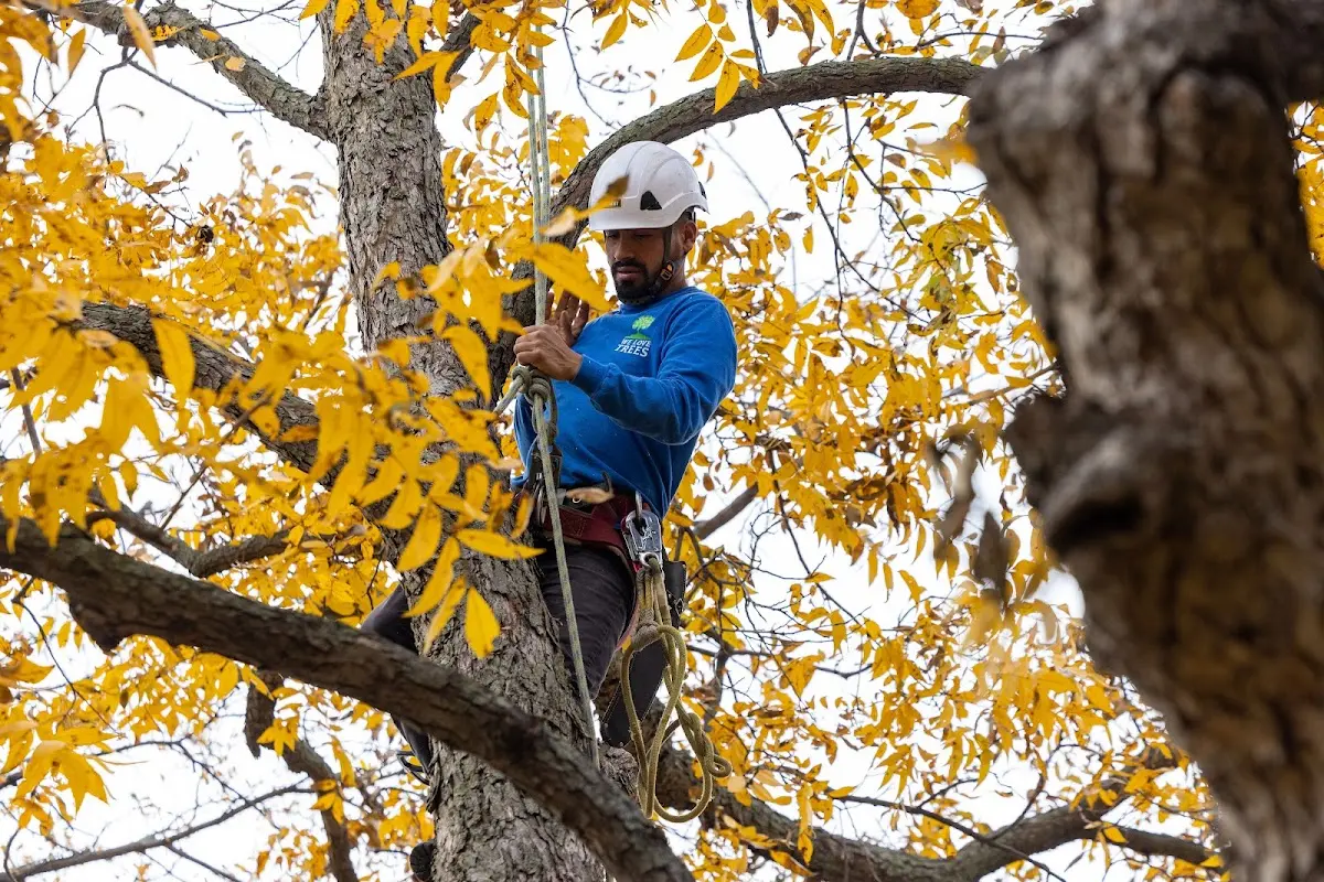 Skilled Tree Planting crew working in Lindenhurst